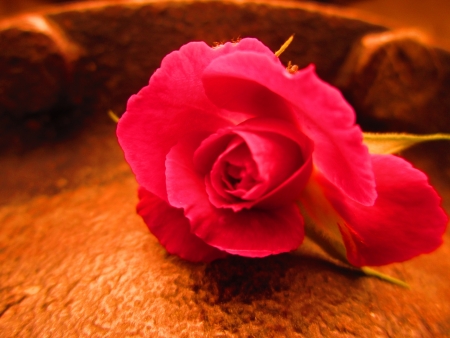 red flowerの写真素材