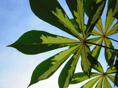 natureの写真素材