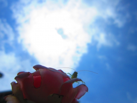 RED ROSE AND SKYの写真素材