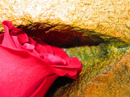 VALENTINE ROSE-SEX DEPICTED の写真素材