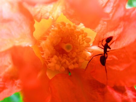ant inside pomgranate flowerの写真素材