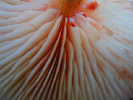 Mushroom close upの写真素材