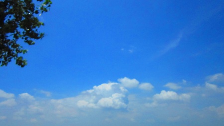 tree and blue skyの写真素材