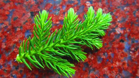 Green leaf on red background.