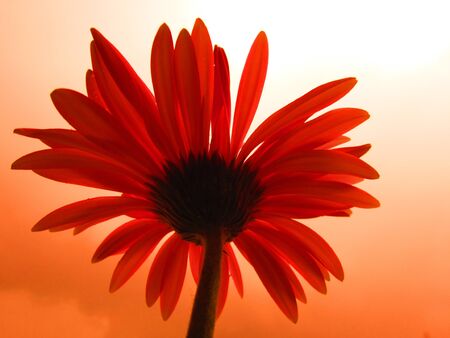 FLOWER IN ORANGE BACKGROUND の写真素材