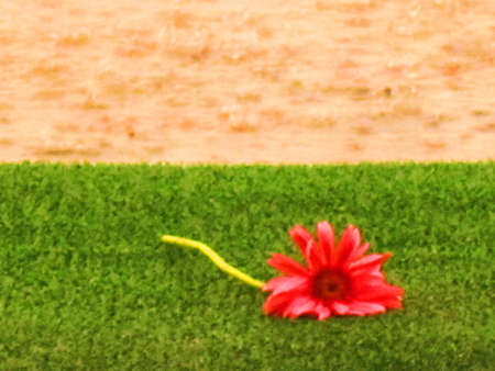 flower lying on grassの写真素材