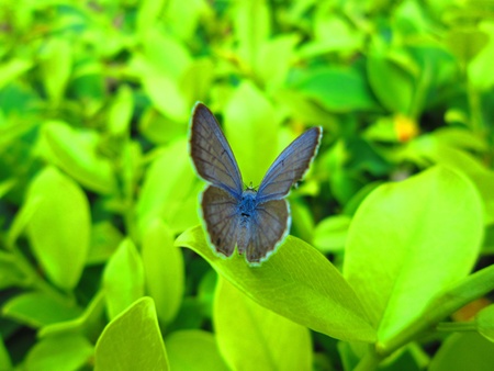 BUTTERFLY ON GREEN LEAVES- SHOT FROM BEHINDの写真素材