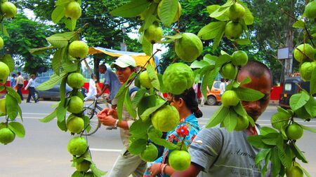 GUAVA ON SEL AT STREET AT PATNA.  SHOT AT GANDHI MAIDAN, PATNA, BIHAR , ASIA ON 22.08.12 , 11.51 AMのeditorial素材