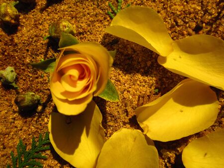 SEXUAL HABIT DEFINED WITH ROSEの写真素材