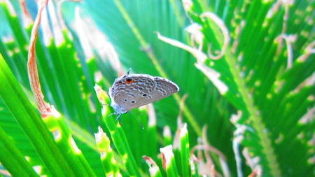 butterflyの写真素材