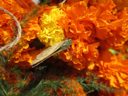 BUTTERFLY ON FLOWERの写真素材
