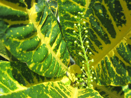 LEAF