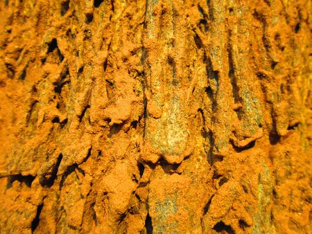 BARK