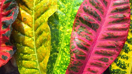 nature-colorful leafの写真素材
