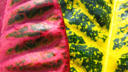 nature-colorful leaf