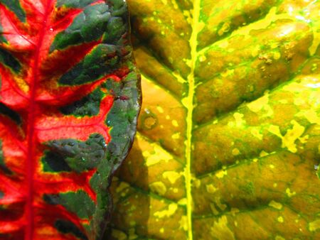 colorful leaf