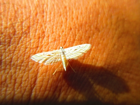 SMALL INSECT SITTING ON HAND