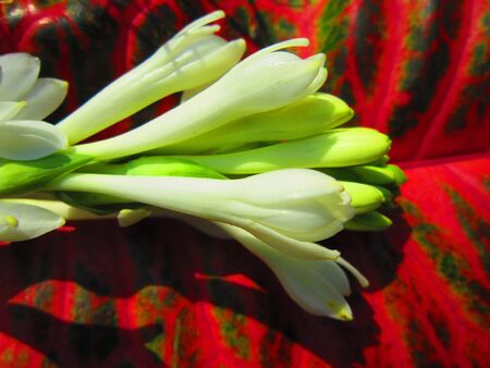 WHITE FLOWER ON RED LEAFの写真素材