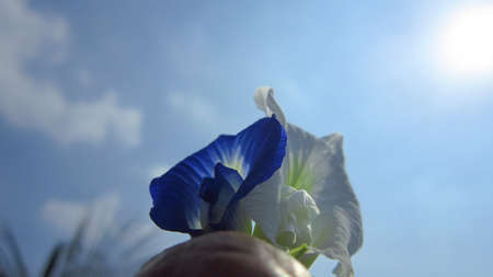 creativity with two flowersの写真素材