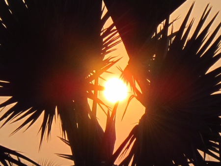 GLOWING SUNSRISE SEEN THROUGH TREESの写真素材
