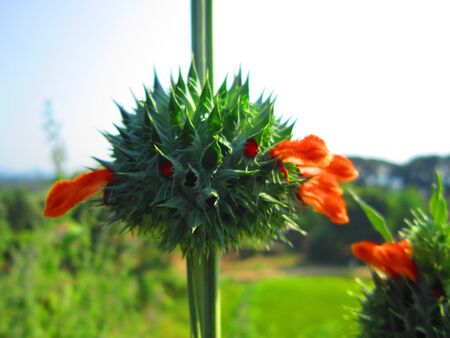 WILD FLOWERの写真素材