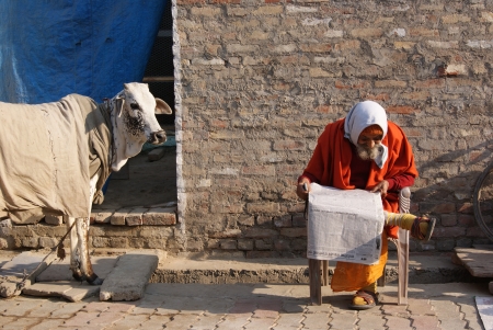 AN OLD MAN READING NEWSPAPER AND A COW STANDING. SHOT AT MORNING HOURS AT KANPUR, UTTARPRADESH, INDIA ON 20.01.2011のeditorial素材