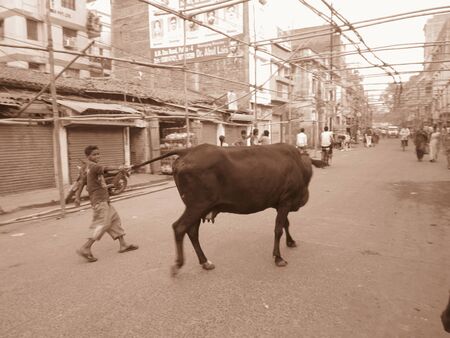 A BOY PULLING THE TAIL OF A COW AT STREET. SHOT AT MORNING HOURS ON 03 NOVEMBER 2012 AT  PATNA, BIHAR, INDIA. SHOT IN SEPIA MODE.のeditorial素材