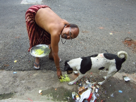 CARING MAN FEEDING A DOG.SHOT AT CALCUTTA, INDIA:AFTERNOON HOURS ON NOVEMBER 18,2012.のeditorial素材