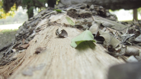 DEAD LEAVES FALLEN FROM A TREE IN A FOREST の写真素材