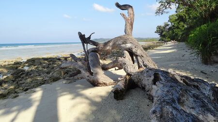 FALLEN TREE ON BEAUTIFUL BEACH