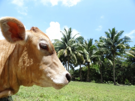 CALF AT NEIL ISLANDの写真素材