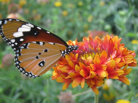 BUTTERFLY IN COLORFUL FLOWER GARDEN の写真素材