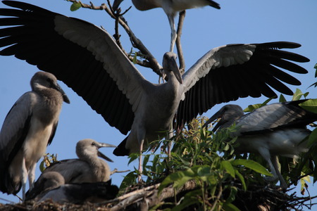 Migratory Siberian birds, Danapur Cantonment, Patna, Bihar. Shot on September 27, 2014.のeditorial素材