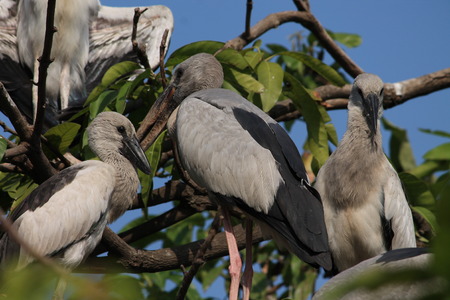Migratory Siberian birds, Danapur Cantonment, Patna, Bihar. Shot on September 27, 2014.