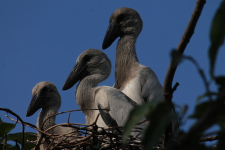 Migratory Siberian birds, Danapur Cantonment, Patna, Bihar. Shot on September 27, 2014.