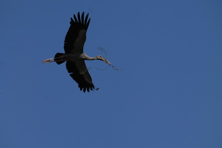 Migratory Siberian birds, Danapur Cantonment, Patna, Bihar. Shot on September 27, 2014.の写真素材