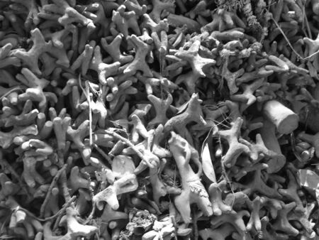 Travel photo Jayrambati, West Bengal. Shot at JJayrambati, West Bengal on 22.03.2013 at afternoon hours.のeditorial素材