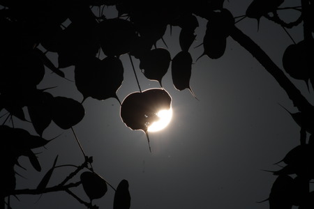 Peepal tree leaves-Bodhgaya at sunrise