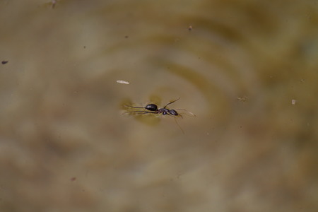 Ant.の写真素材