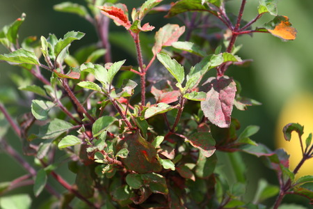 Tulsi plantの写真素材
