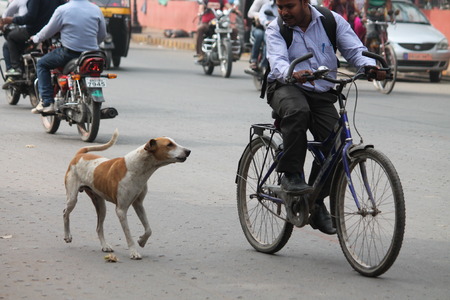 Chased by dog. Street photo, Shot at Gandhi Maidan, Patna, Bihar, India on 25.02.15 at afternoon hours.のeditorial素材