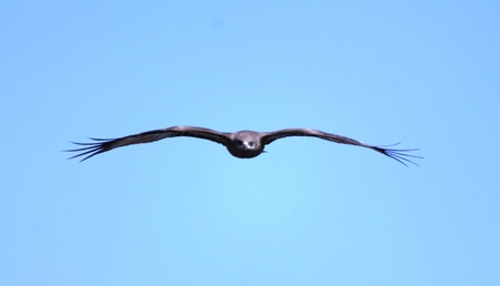 Black kite.