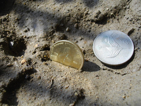 Indian coins.の写真素材
