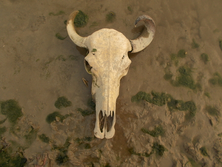 River Ganges, Patna 2015.の写真素材