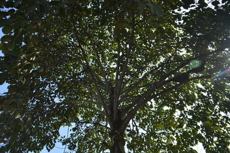 BEEHIVES. Mayapur, Nabadwip, India. ISKCON temple and local activities. Shot on December 28, 2017.  International Society for Krishna Consciousness activities and Mayapur, Nadia District. River Hoogly and Jalangi. Rural religious India.のeditorial素材