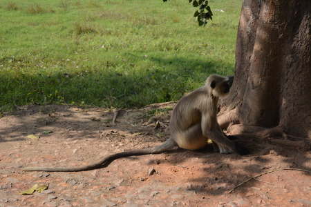 LANGUR. Mayapur, Nabadwip, India. ISKCON temple and local activities. Shot on December 28, 2017.  International Society for Krishna Consciousness activities and Mayapur, Nadia District. River Hoogly and Jalangi. Rural religious India.のeditorial素材