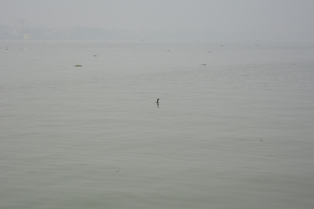 cormorant dives in river Hoogly, Kolkata, 14.01.17. Afternoon foggy Ganges.のeditorial素材