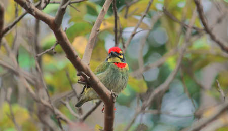 a male coppersmith barbet or crimson breasted barbet (psilopogon haemacephalus) is perching on a branch at chintamoni kar bird sanctuary in kolkata, west bengal in indiaの写真素材