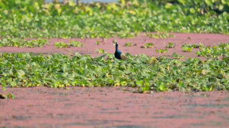 a male bronze-winged jacana (metopidius indicus) at chupi lake or chupir char in purbasthali bird sanctuary near kolkata, capital of indian state west bengalの写真素材
