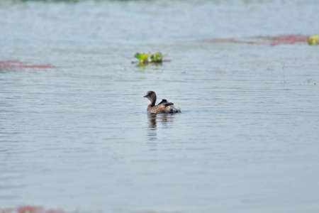 a dabchick or little grebe (tachybapptus ruficollis) is swimming in chupi lake or chupir char, purbasthali bird sanctuary near kolkata in west bengal, indiaの写真素材